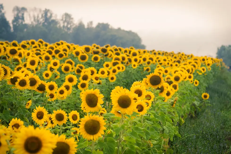 The Double G sunflower field in full bloom at dusk