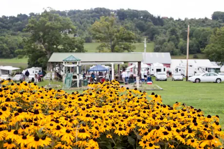 The pavilion with black-eyed Susans in front and rigs behind