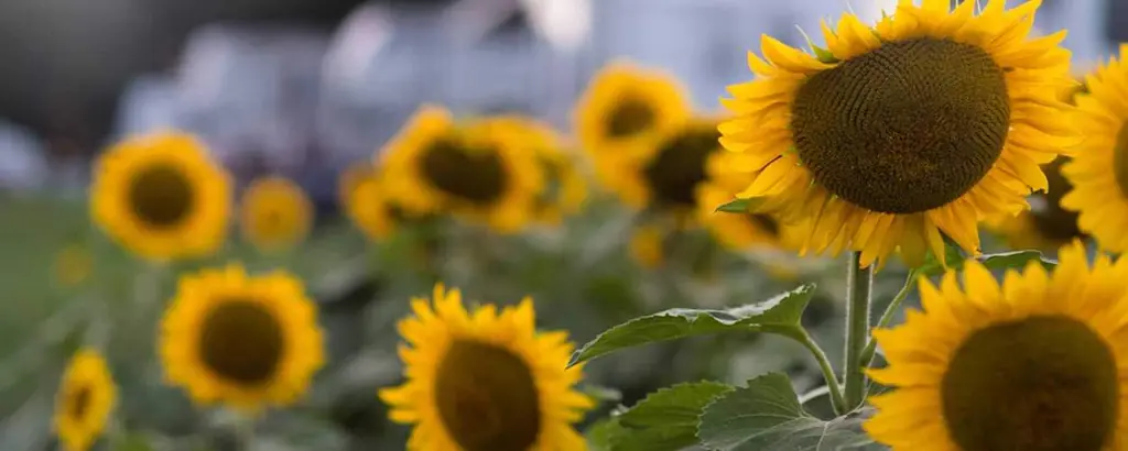 Close-up of a sunflower head in bloom with petals in full yellow